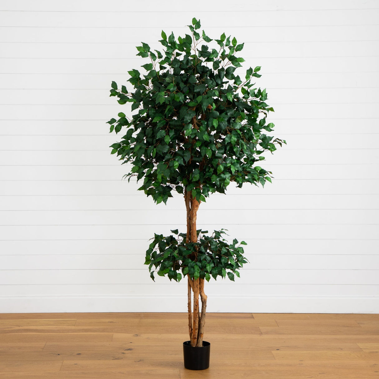 6' Double Ball Ficus Silk Tree-Parc Decor
