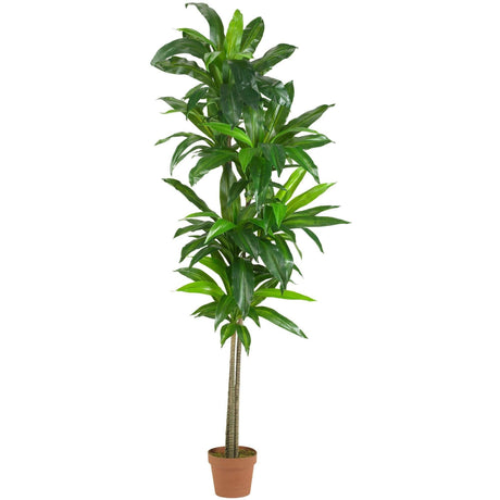 6’ Dracaena Silk Plant (Real Touch)-Parc Decor