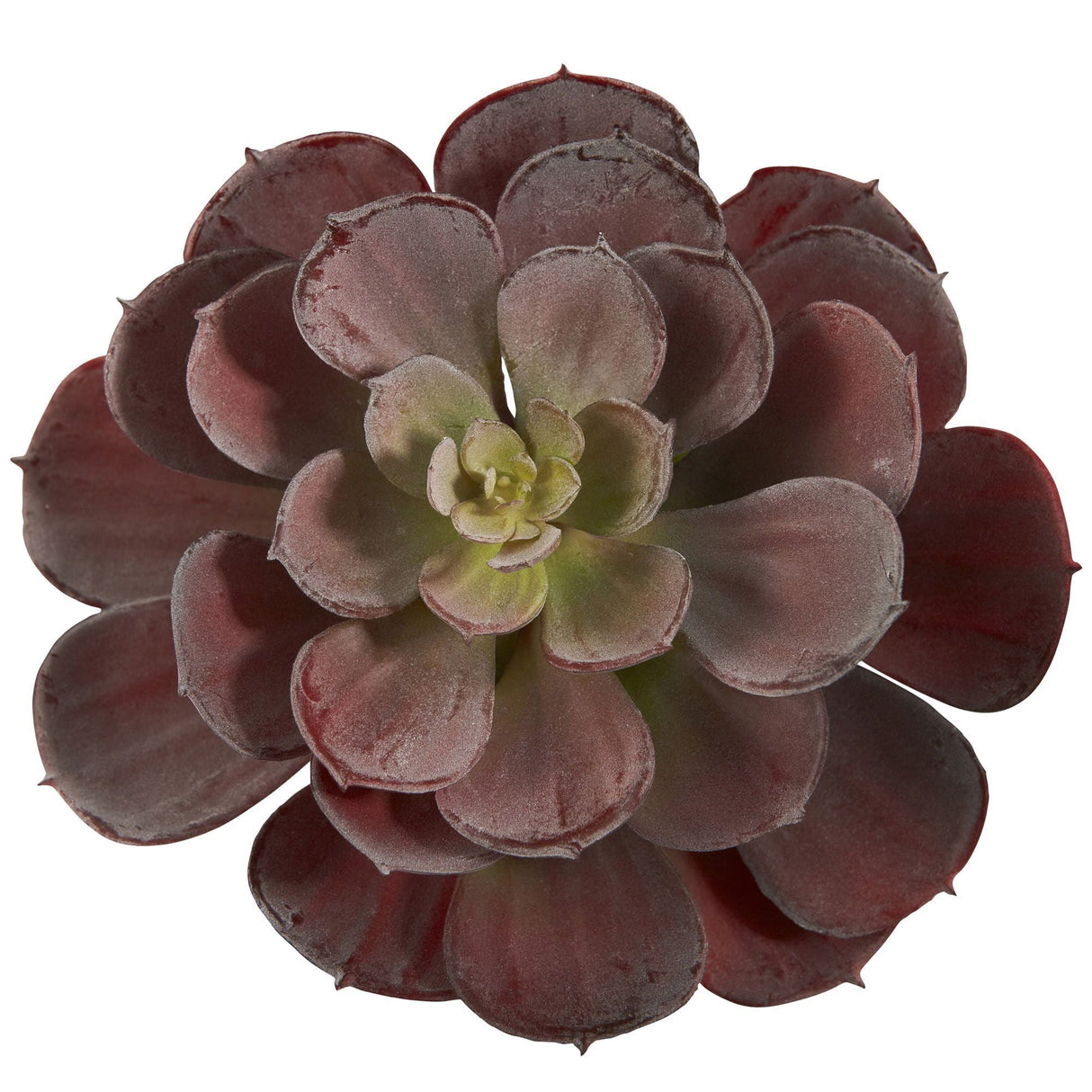 6” Echeveria Succulent (Set of 12)-Parc Decor