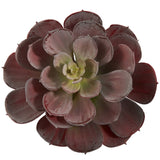 6” Echeveria Succulent (Set of 12)-Parc Decor