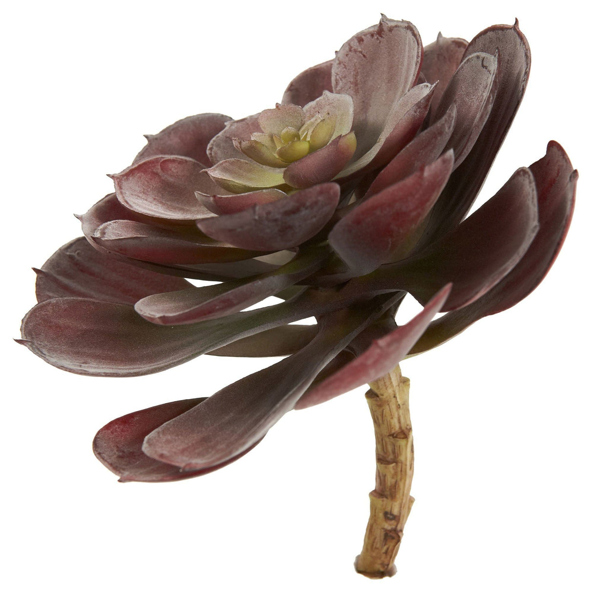 6” Echeveria Succulent (Set of 12)-Parc Decor