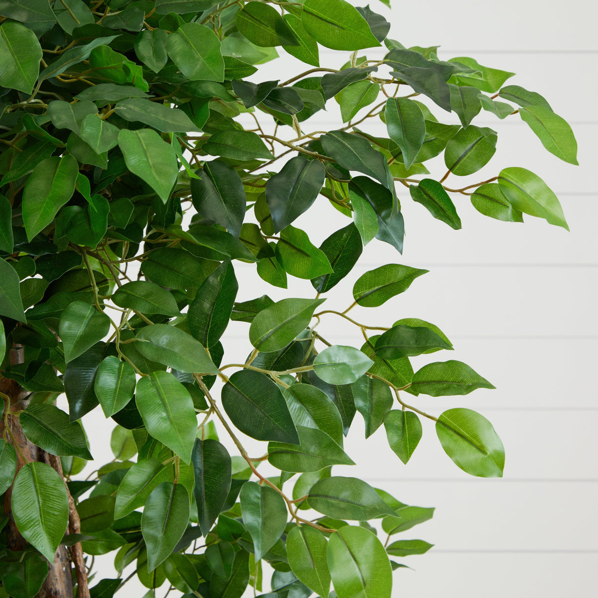 6’ Elegant Ficus Artificial Tree-Parc Decor