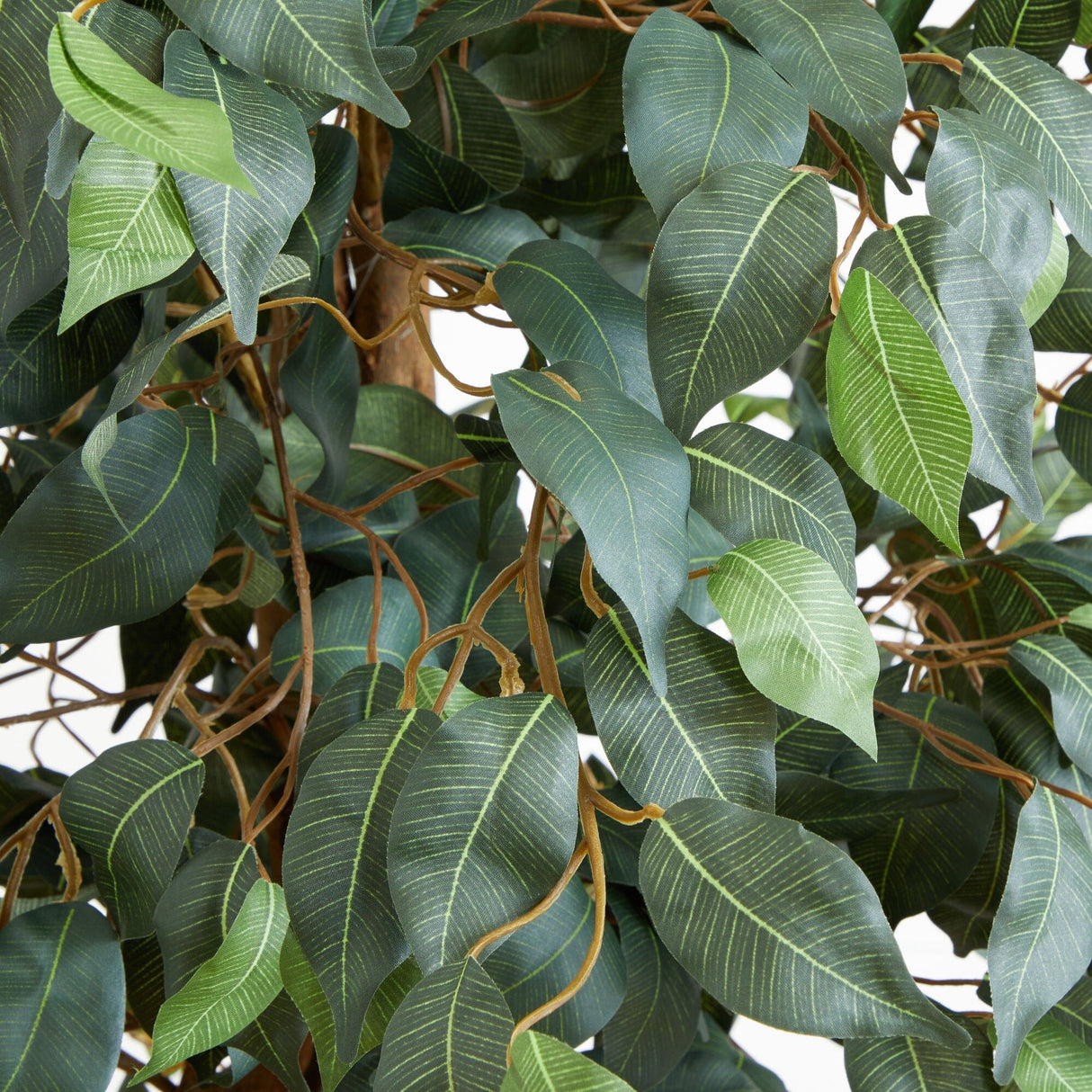 6' Ficus Silk Tree-Parc Decor