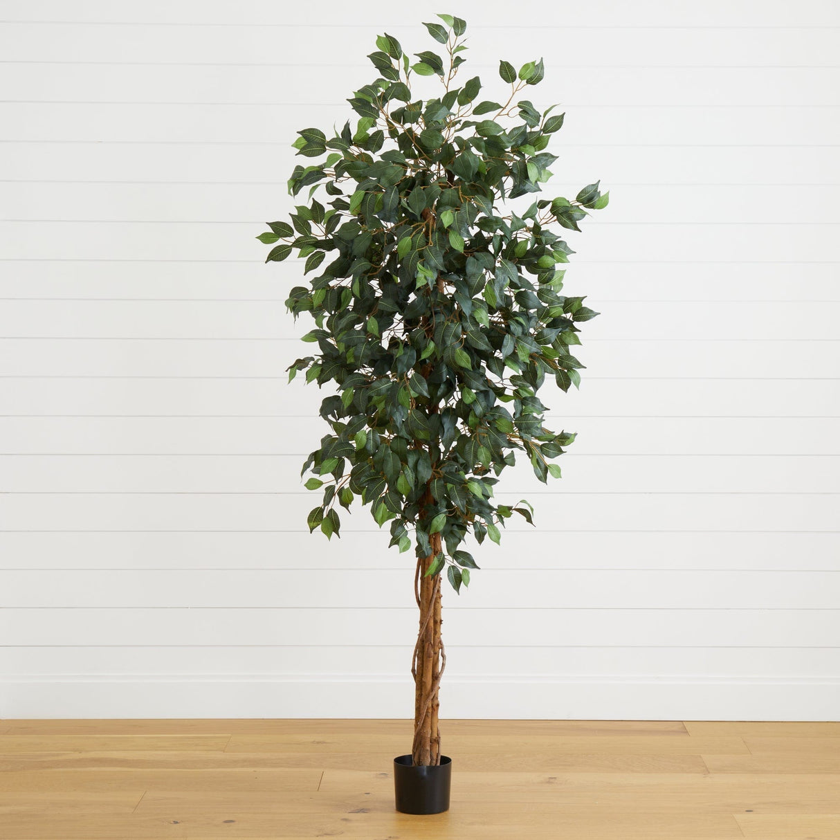 6' Ficus Silk Tree-Parc Decor