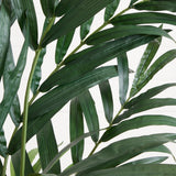 6’ Kentia Palm Tree-Parc Decor