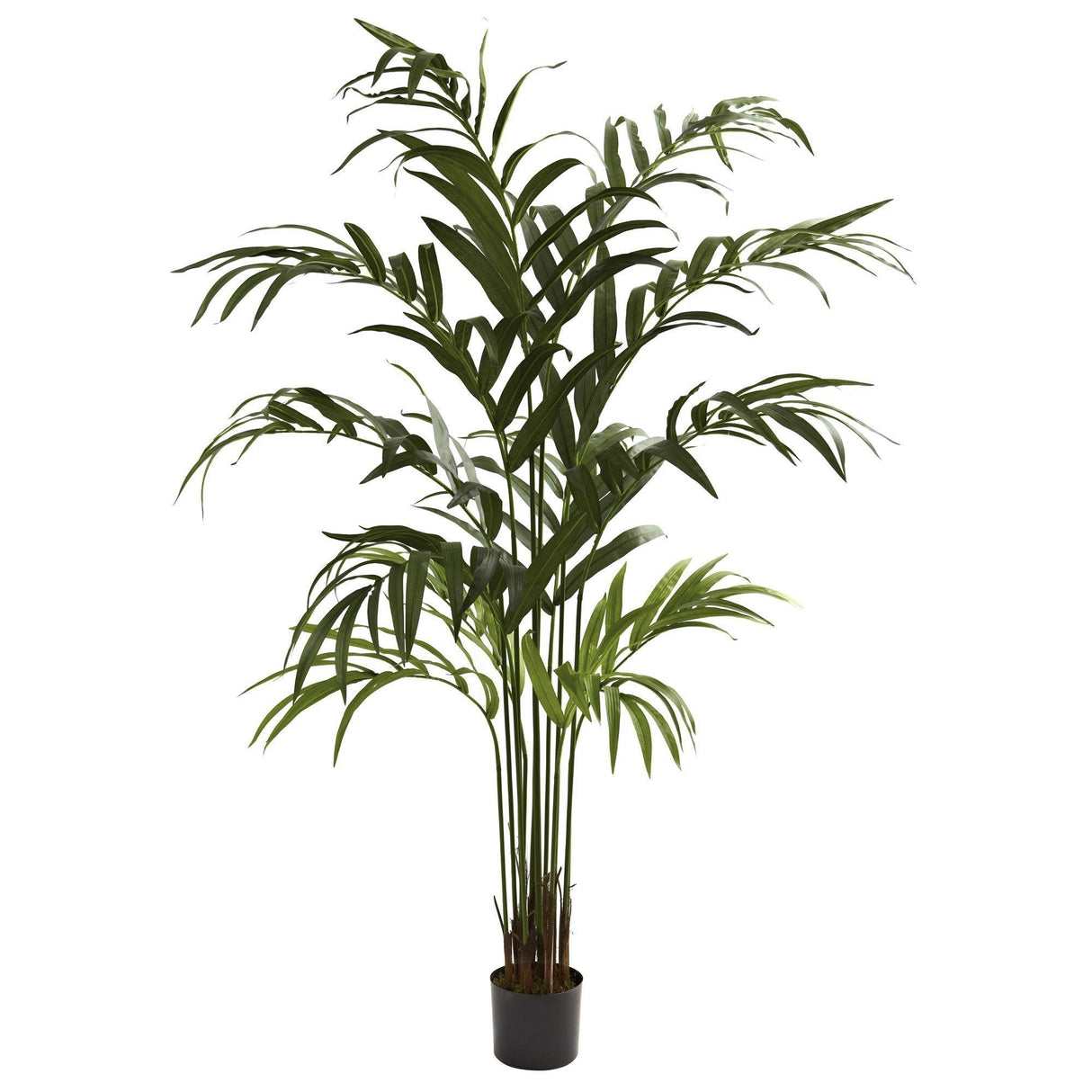 6’ Kentia Palm Tree-Parc Decor