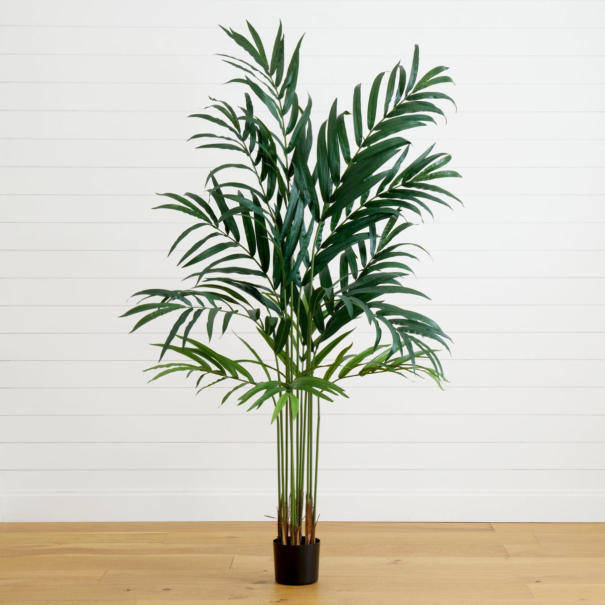 6’ Kentia Palm Tree-Parc Decor