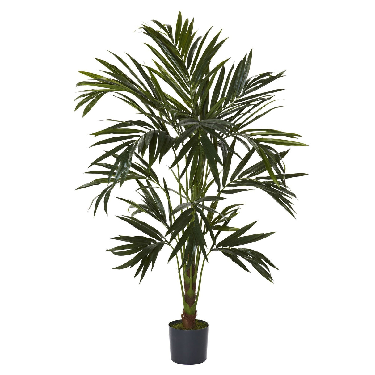6' Kentia Silk Tree-Parc Decor