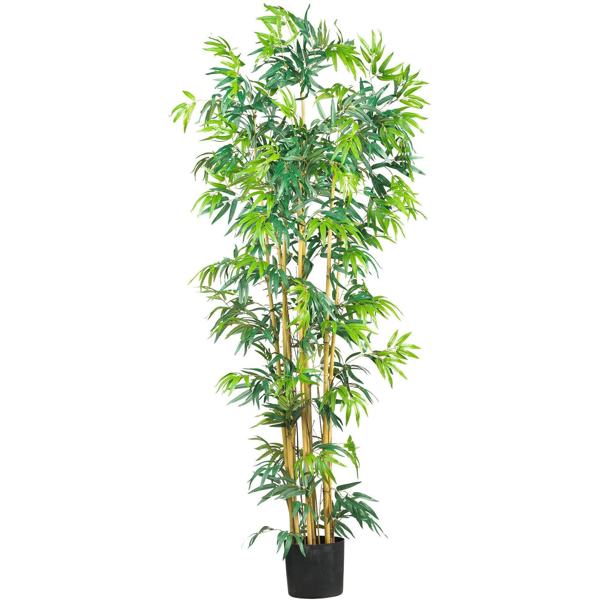 6' Multi Bambusa Bamboo Silk Tree-Parc Decor