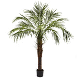 6’ Robellini Palm Tree-Parc Decor