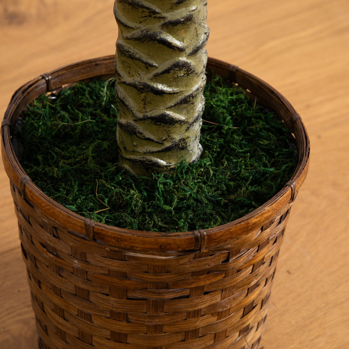 6' Sago Palm Silk Tree-Parc Decor