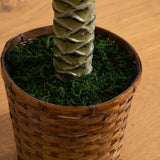 6' Sago Palm Silk Tree-Parc Decor