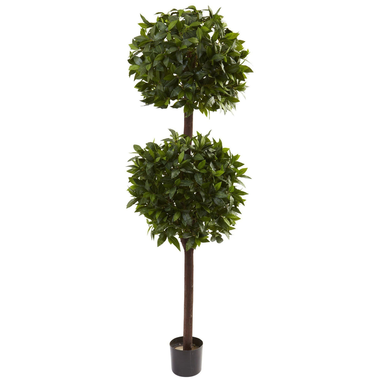 6’ Sweet Bay Double Ball Topiary-Parc Decor