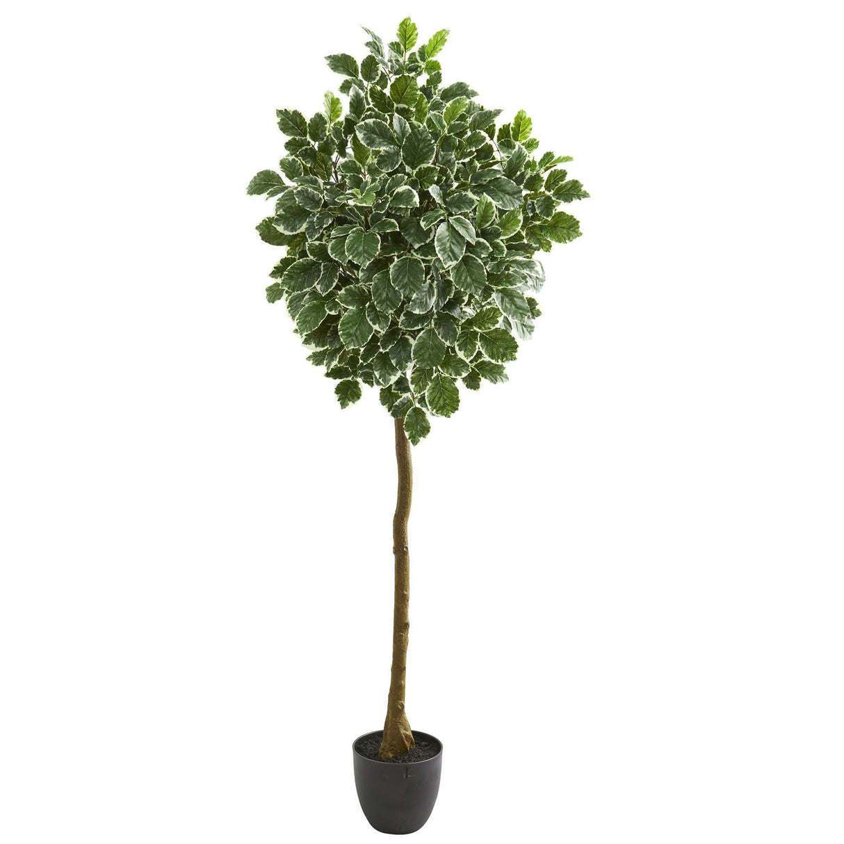 6” Variegated Aralia Artificial Tree-Parc Decor