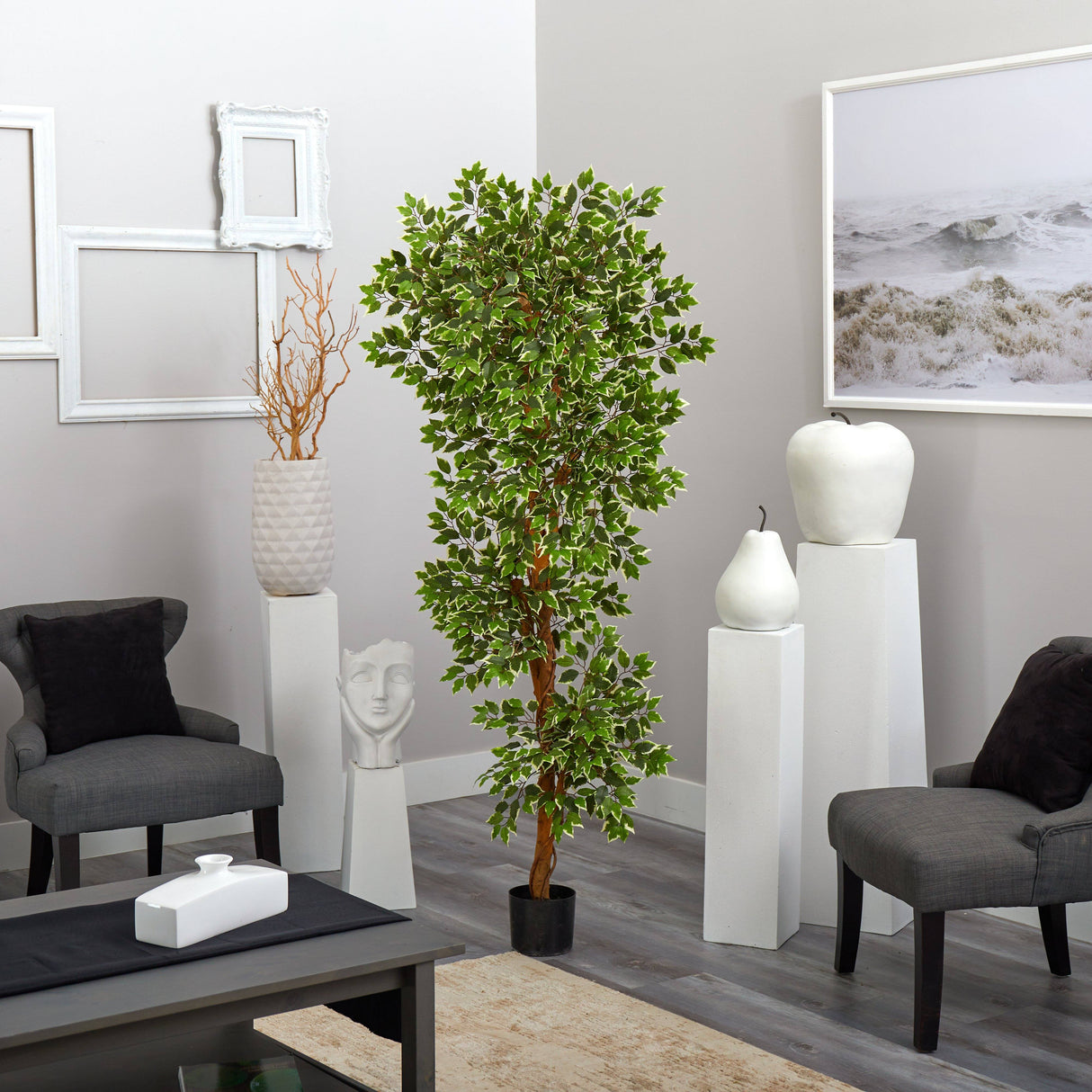 6’ Variegated Ficus Tree-Parc Decor