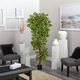6’ Variegated Ficus Tree-Parc Decor