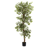 6’ Variegated Ficus Tree-Parc Decor