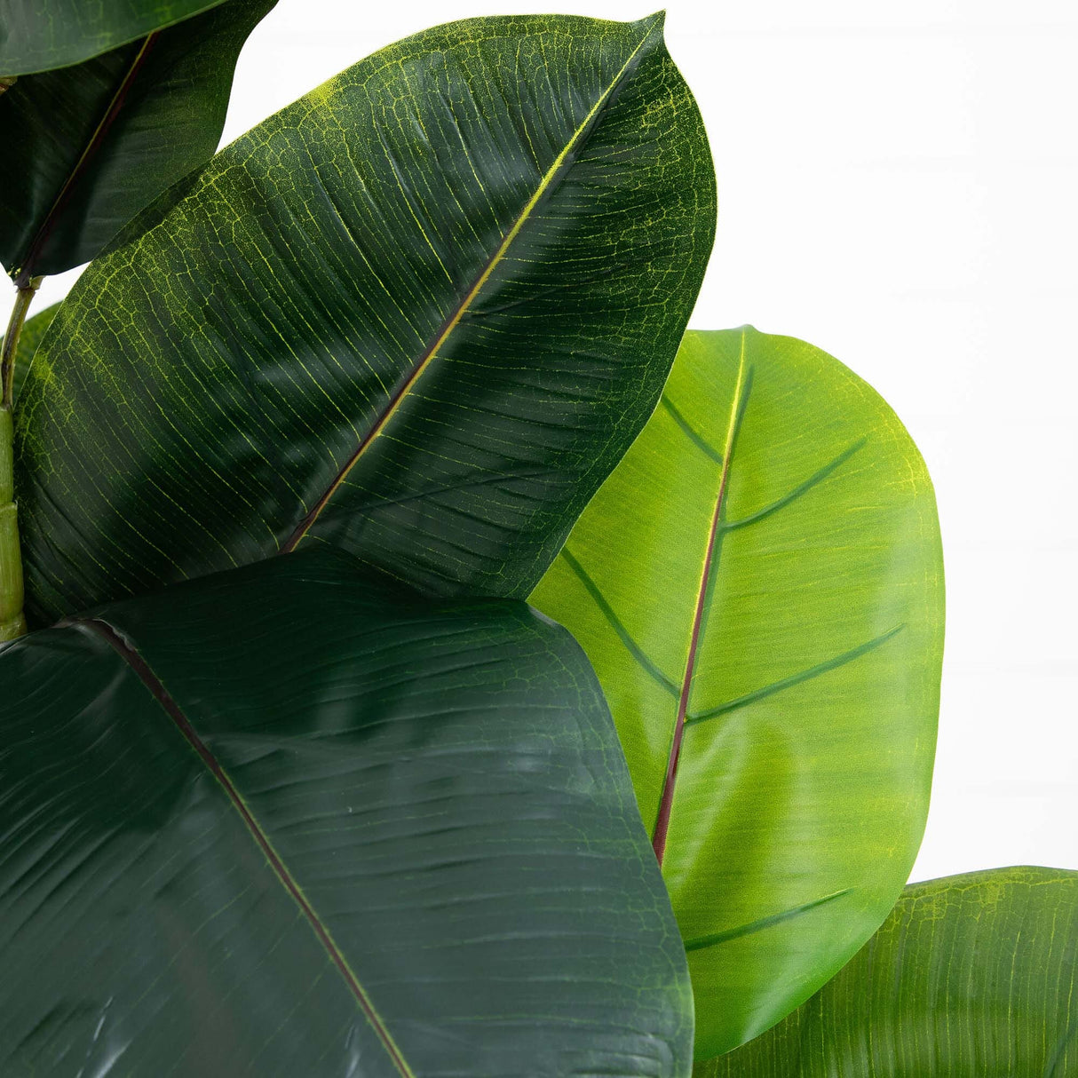 6’ Artificial Rubber Tree in Decorative Planter with Real Touch Leaves-Tree-Parc Decor