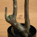 6' Autumn Nandina Artificial Fall Tree-Tree-Parc Decor