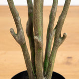 6’ Autumn Oyama Magnolia Artificial Fall Tree-Tree-Parc Decor