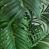 6’ Curvy Parlor Palm Silk Tree-Tree-Parc Decor