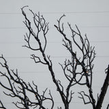 6’ Pre-Lit Halloween Minimalist Twig Artificial Fall Tree with 320 Orange & Purple LED Lights-Tree-Parc Decor