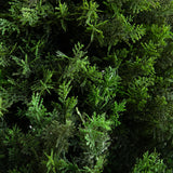 6’ UV Resistant Artificial Cedar Tree in Decorative White Planter (Indoor/Outdoor)-Tree-Parc Decor