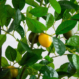 61” Lemon Artificial Tree-Parc Decor