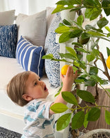 61” Lemon Artificial Tree-Parc Decor