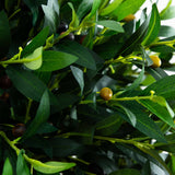 63” Olive Topiary Artificial Tree in Terra Cotta Planter (Indoor/Outdoor)-Parc Decor