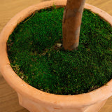 63” Olive Topiary Artificial Tree in Terra Cotta Planter (Indoor/Outdoor)-Parc Decor