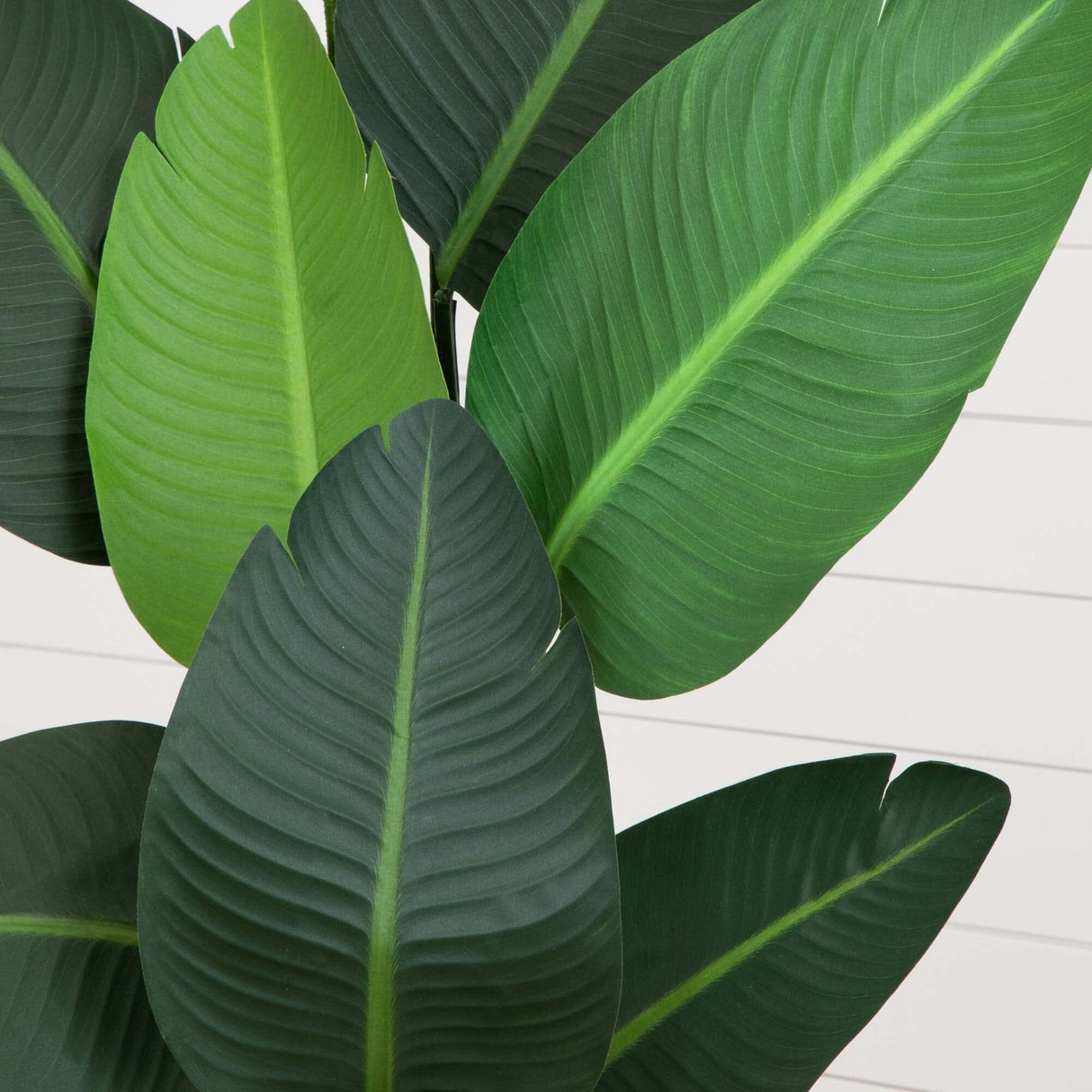 63” Traveler's Palm Artificial tree in White Planter-Parc Decor