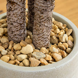 64” Yucca Artificial Tree in Sand Colored Planter-Parc Decor