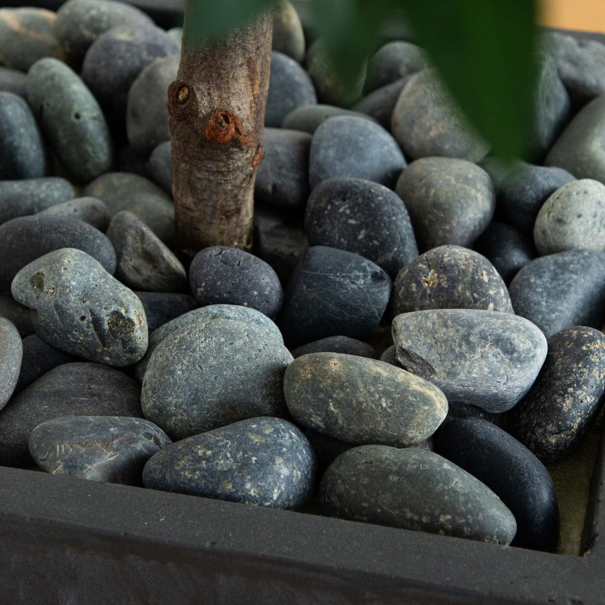 67” Olive Cone Topiary Artificial Tree in Slate Planter (Indoor/Outdoor)-Parc Decor