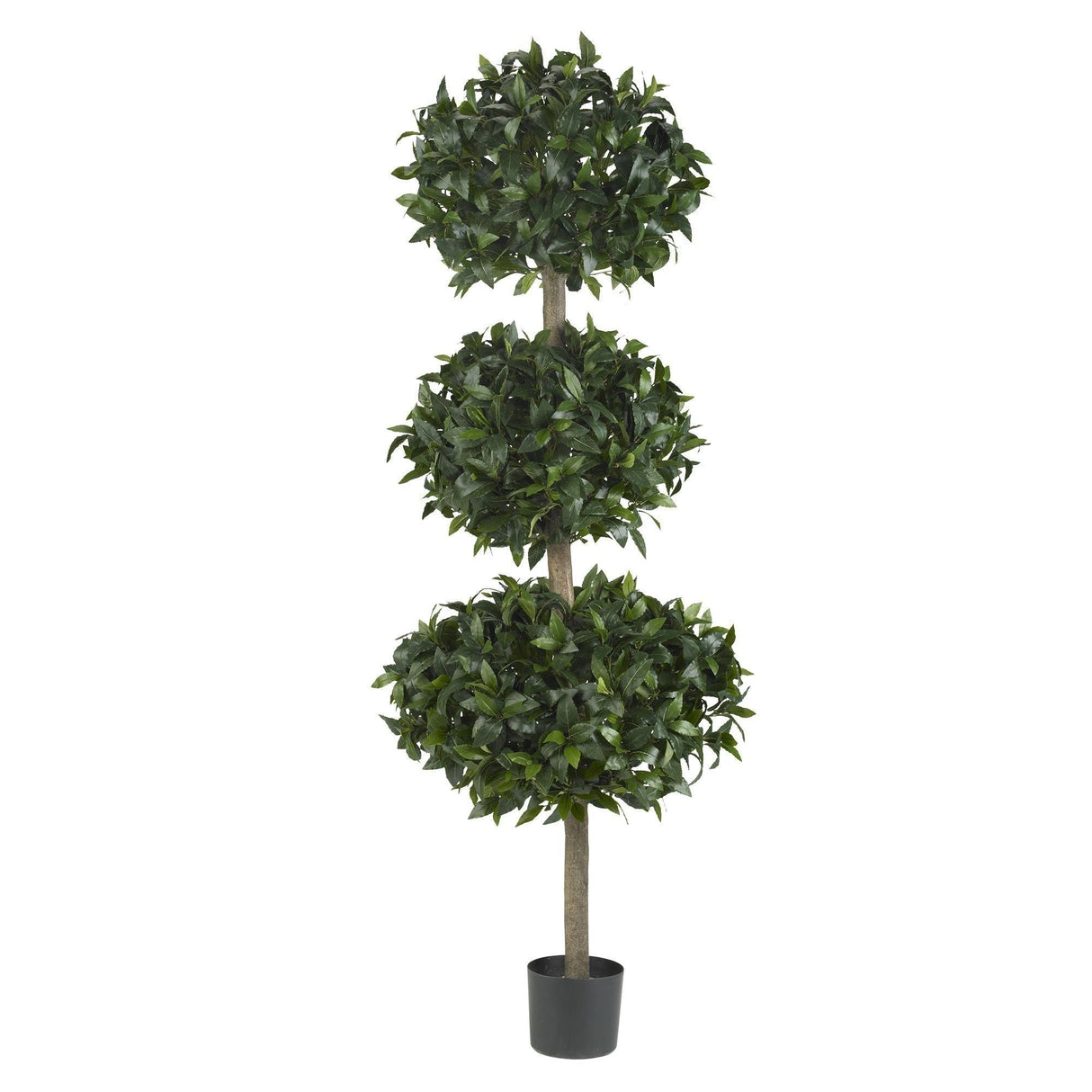 69" Sweet Bay Triple Ball Tree"-Parc Decor