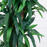 6.5’ Dracaena Tree-Parc Decor