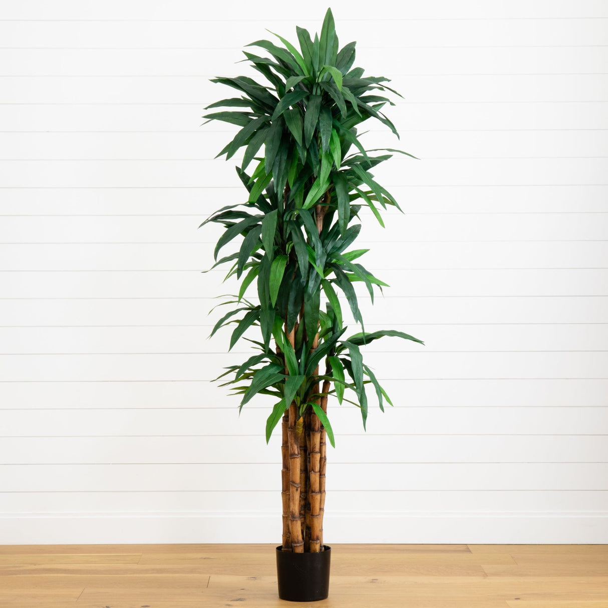 6.5’ Dracaena Tree-Parc Decor