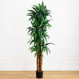 6.5’ Dracaena Tree-Parc Decor