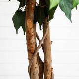 6.5’ Ficus w/Decorative Planter-Parc Decor