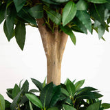 6.5’ Sweet Bay Triple Ball Topiary-Parc Decor