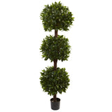 6.5’ Sweet Bay Triple Ball Topiary-Parc Decor