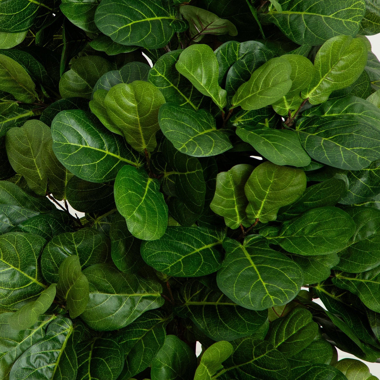 7’ Fiddle Leaf Fig Artificial Tree Beige Trunk-Parc Decor