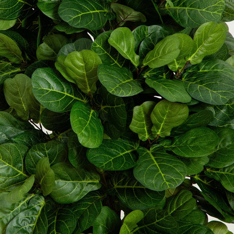 7’ Fiddle Leaf Fig Artificial Tree Beige Trunk-Parc Decor