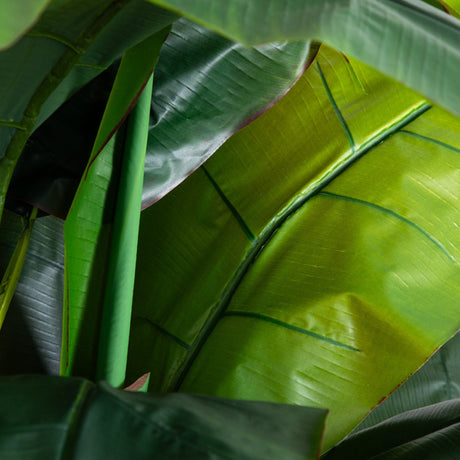 7' Giant Triple Stalk Banana Tree UV Resistant (Indoor/Outdoor)-Parc Decor