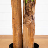 7' Giant Triple Stalk Banana Tree UV Resistant (Indoor/Outdoor)-Parc Decor