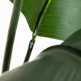 7' Artificial Bird of Paradise Tree with Resin Stone Planter-Tree-Parc Decor