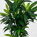 7’ Artificial Dracaena Tree-Tree-Parc Decor