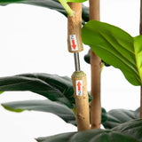 7’ Artificial Fiddle Leaf Tree in Decorative White Planter-Tree-Parc Decor