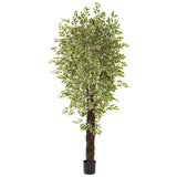 7.5’ Variegated Mini Ficus Silk Tree-Parc Decor