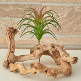 8” Tillandsia Artificial Flower (Set of 12)-Parc Decor